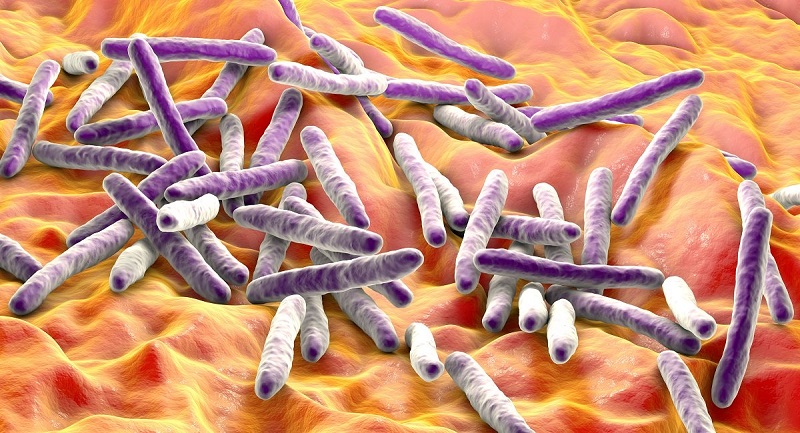 Mycobacterium tuberculosis là trực khuẩn chuyển hóa hiếu khí, không di động được và không sinh nha bào